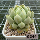 Echeveria 'Cream Bear' 奶油熊 -- JCC Succulent Plants