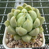 Echeveria 'Cream Bear' 奶油熊 -- JCC Succulent Plants