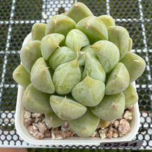 Echeveria 'Cream Bear' 奶油熊 -- JCC Succulent Plants