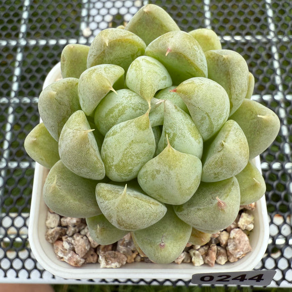 Echeveria 'Cream Bear' 奶油熊 -- JCC Succulent Plants