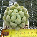 Echeveria 'Cream Bear' 奶油熊 -- JCC Succulent Plants