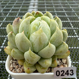 Echeveria 'Cream Bear' 奶油熊 -- JCC Succulent Plants