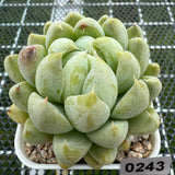 Echeveria 'Cream Bear' 奶油熊 -- JCC Succulent Plants