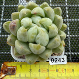 Echeveria 'Cream Bear' 奶油熊 -- JCC Succulent Plants