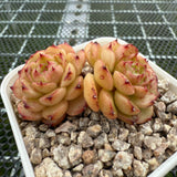 Echeveria 'Red Jade' Malgon 红玉麦秆 -- JCC Succulent Plants