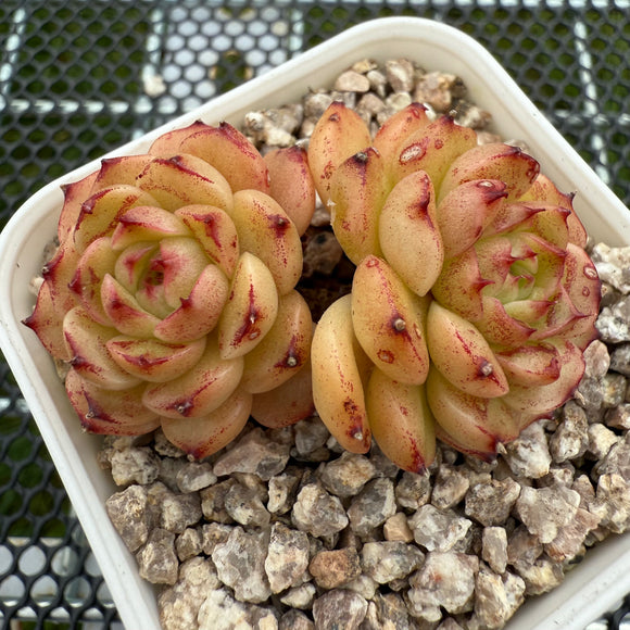 Echeveria 'Red Jade' Malgon 红玉麦秆 -- JCC Succulent Plants