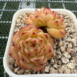 Echeveria 'Red Jade' Malgon 红玉麦秆 -- JCC Succulent Plants