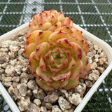 Echeveria 'Red Jade' Malgon 红玉麦秆 -- JCC Succulent Plants