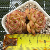 Echeveria 'Red Jade' Malgon 红玉麦秆 -- JCC Succulent Plants