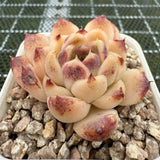 Echeveria 'Red Crystal' 赤水晶 -- JCC Succulent Plants