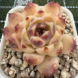 Echeveria 'Red Crystal' 赤水晶 -- JCC Succulent Plants