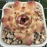 Echeveria 'Red Crystal' 赤水晶 -- JCC Succulent Plants