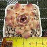 Echeveria 'Red Crystal' 赤水晶 -- JCC Succulent Plants