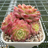 Echeveria 'Red Rose' 红玫瑰 -- JCC Succulent Plants