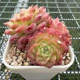 Echeveria 'Red Rose' 红玫瑰 -- JCC Succulent Plants