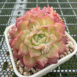 Echeveria 'Red Rose' 红玫瑰 -- JCC Succulent Plants