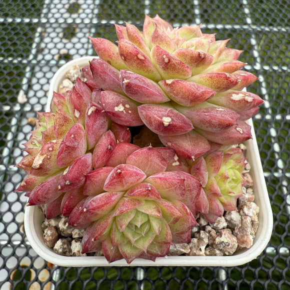 Echeveria 'Red Rose' 红玫瑰 -- JCC Succulent Plants