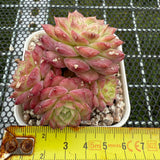 Echeveria 'Red Rose' 红玫瑰 -- JCC Succulent Plants