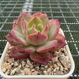 Echeveria 'Red Angel' 红色天使 -- JCC Succulent Plants