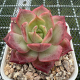 Echeveria 'Red Angel' 红色天使 -- JCC Succulent Plants