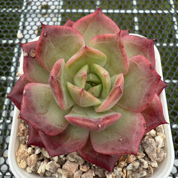 Echeveria 'Red Angel' 红色天使 -- JCC Succulent Plants