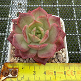 Echeveria 'Red Angel' 红色天使 -- JCC Succulent Plants