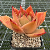 Echeveria Jade Star (Broadleaf) 宽叶玉星 -- JCC Succulent Plants