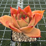 Echeveria Jade Star (Broadleaf) 宽叶玉星 -- JCC Succulent Plants