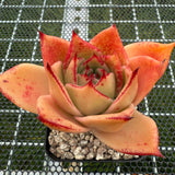 Echeveria Jade Star (Broadleaf) 宽叶玉星 -- JCC Succulent Plants