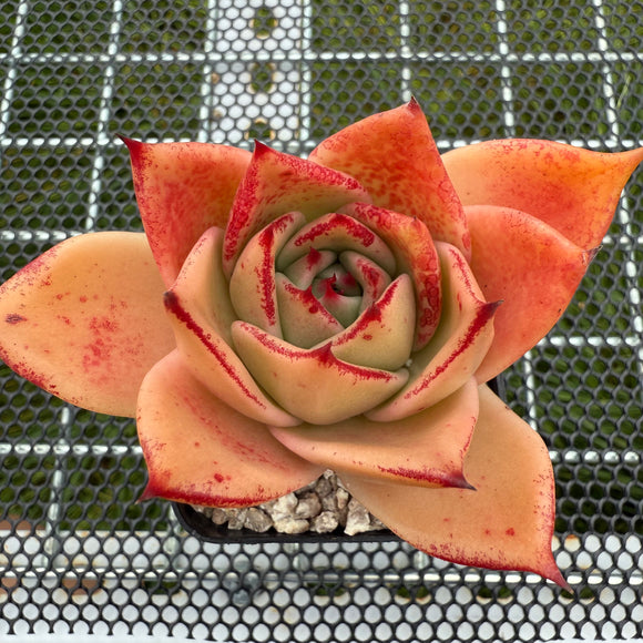 Echeveria Jade Star (Broadleaf) 宽叶玉星 -- JCC Succulent Plants