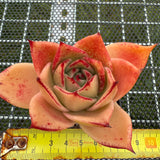 Echeveria Jade Star (Broadleaf) 宽叶玉星 -- JCC Succulent Plants