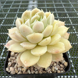 Echeveria 'Beauty Needle' 美人针 -- JCC Succulent Plants