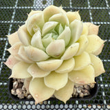 Echeveria 'Beauty Needle' 美人针 -- JCC Succulent Plants