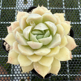 Echeveria 'Beauty Needle' 美人针 -- JCC Succulent Plants