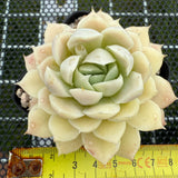 Echeveria 'Beauty Needle' 美人针 -- JCC Succulent Plants