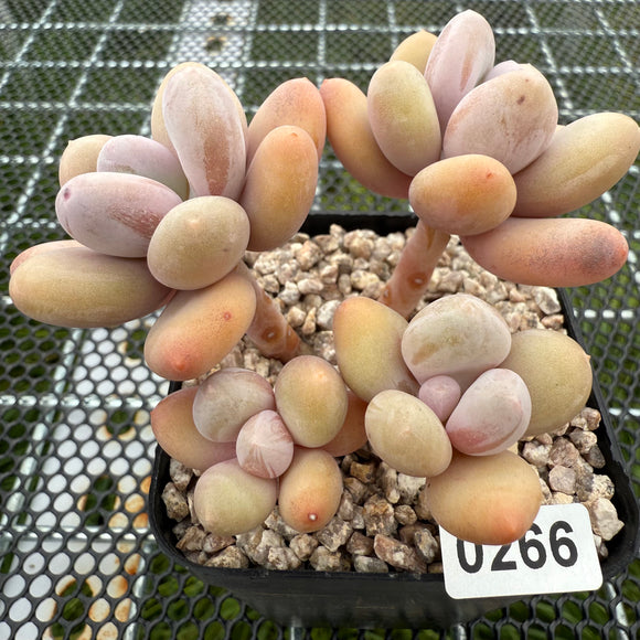 Pachyphytum 'Orange Snow Ball' 橙雪球 -- JCC Succulent Plants