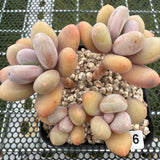 Pachyphytum 'Orange Snow Ball' 橙雪球 -- JCC Succulent Plants