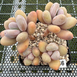 Pachyphytum 'Orange Snow Ball' 橙雪球 -- JCC Succulent Plants