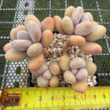 Pachyphytum 'Orange Snow Ball' 橙雪球 -- JCC Succulent Plants