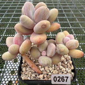 Pachyphytum 'Orange Snow Ball' 橙雪球 -- JCC Succulent Plants