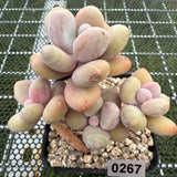 Pachyphytum 'Orange Snow Ball' 橙雪球 -- JCC Succulent Plants