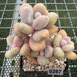 Pachyphytum 'Orange Snow Ball' 橙雪球 -- JCC Succulent Plants