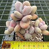 Pachyphytum 'Orange Snow Ball' 橙雪球 -- JCC Succulent Plants