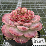 Echeveria Red Velvet 红色天鹅绒 -- JCC Succulent Plants