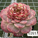 Echeveria Red Velvet 红色天鹅绒 -- JCC Succulent Plants