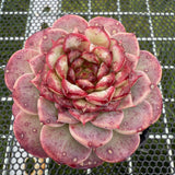 Echeveria Red Velvet 红色天鹅绒 -- JCC Succulent Plants