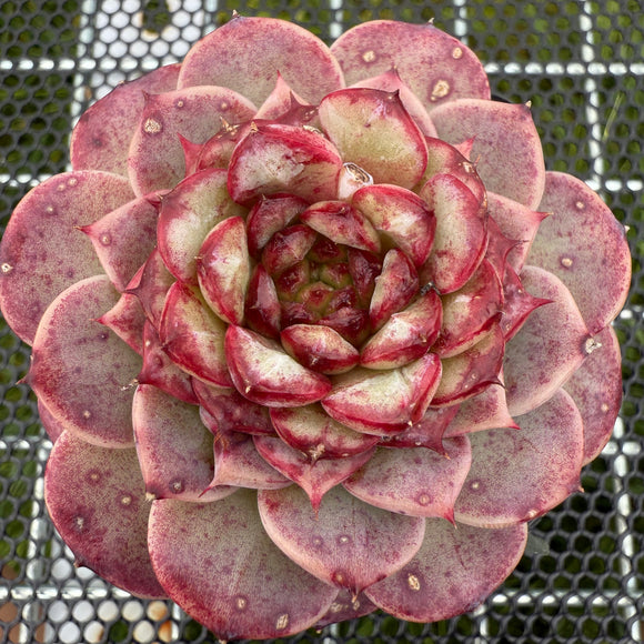 Echeveria Red Velvet 红色天鹅绒 -- JCC Succulent Plants