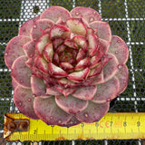 Echeveria Red Velvet 红色天鹅绒 -- JCC Succulent Plants