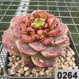 Echeveria Red Velvet 红色天鹅绒 -- JCC Succulent Plants