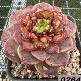 Echeveria Red Velvet 红色天鹅绒 -- JCC Succulent Plants